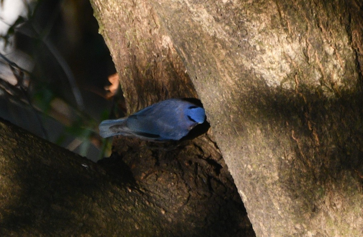Velvet-fronted Nuthatch - ML647406751