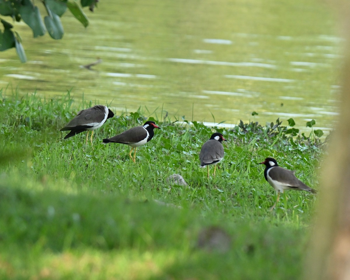 Büyük Kızkuşu - ML647406756