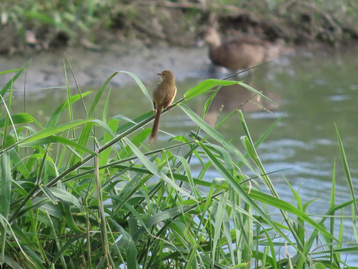 prinia sp. - ML647406762