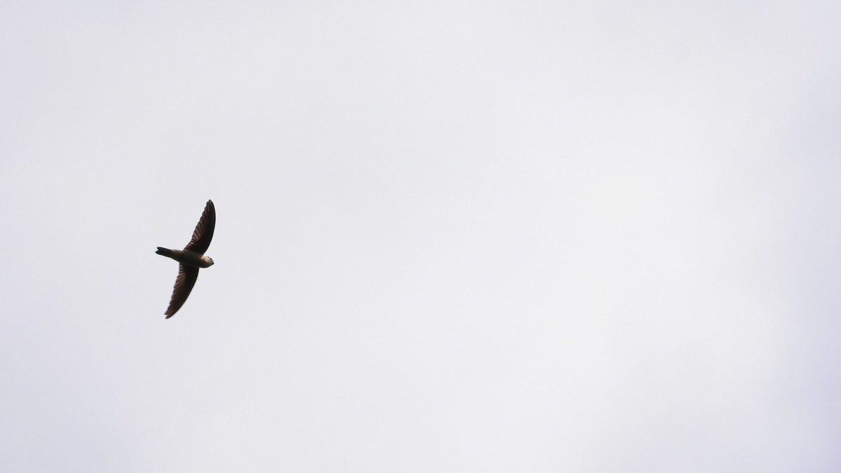 House Swift - ML647406764