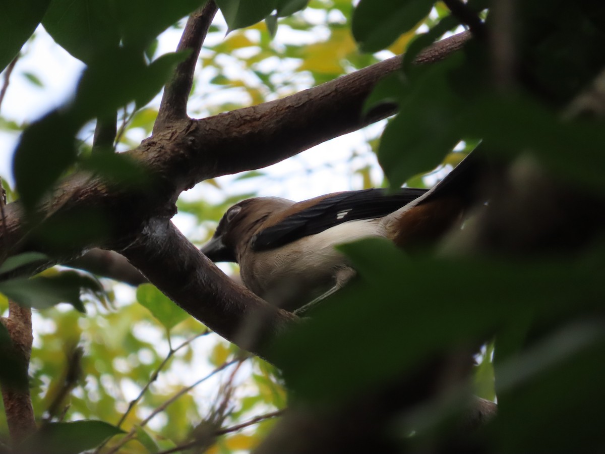 Gray Treepie - ML647406772