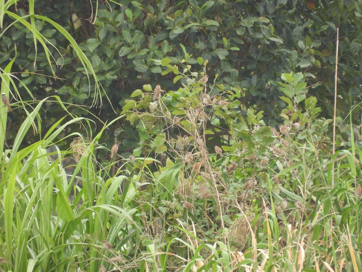 Gorrión Molinero - ML647406774