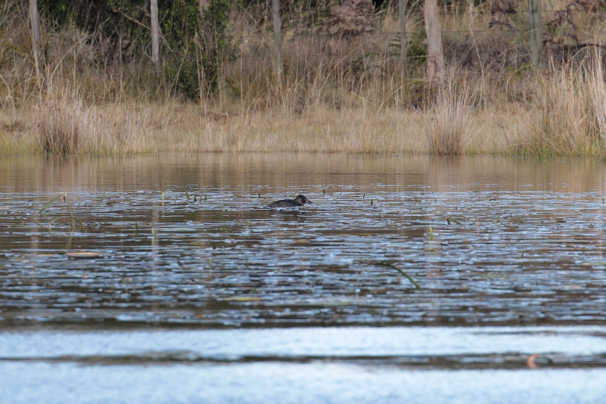 ニオイガモ - ML647406776