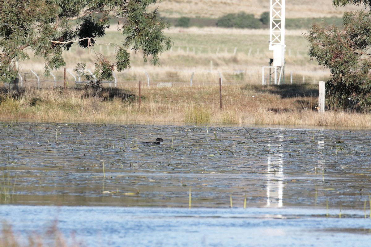 ニオイガモ - ML647406777