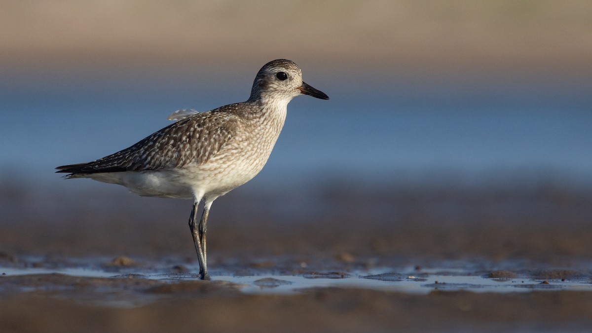 ダイゼン - ML647406789