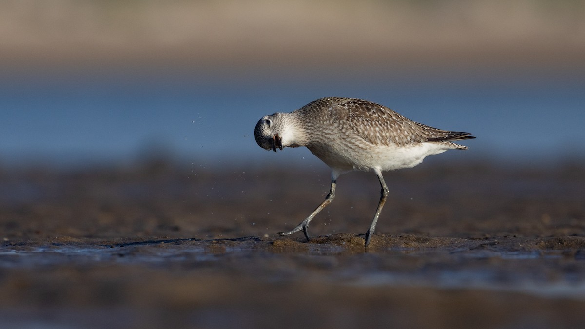 ダイゼン - ML647406790