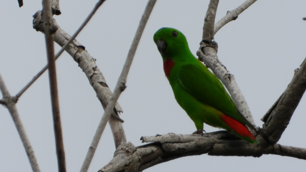 サトウチョウ - ML647406791