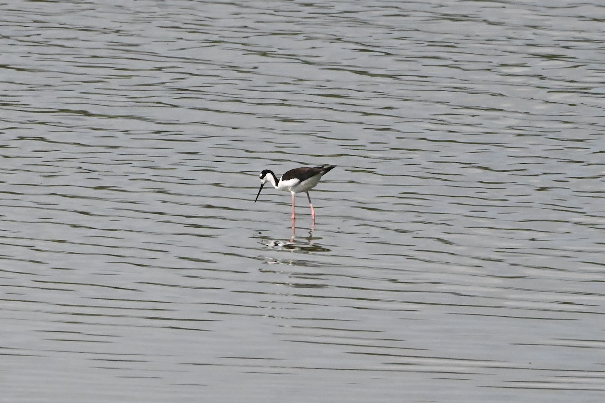 クロエリセイタカシギ - ML647406792