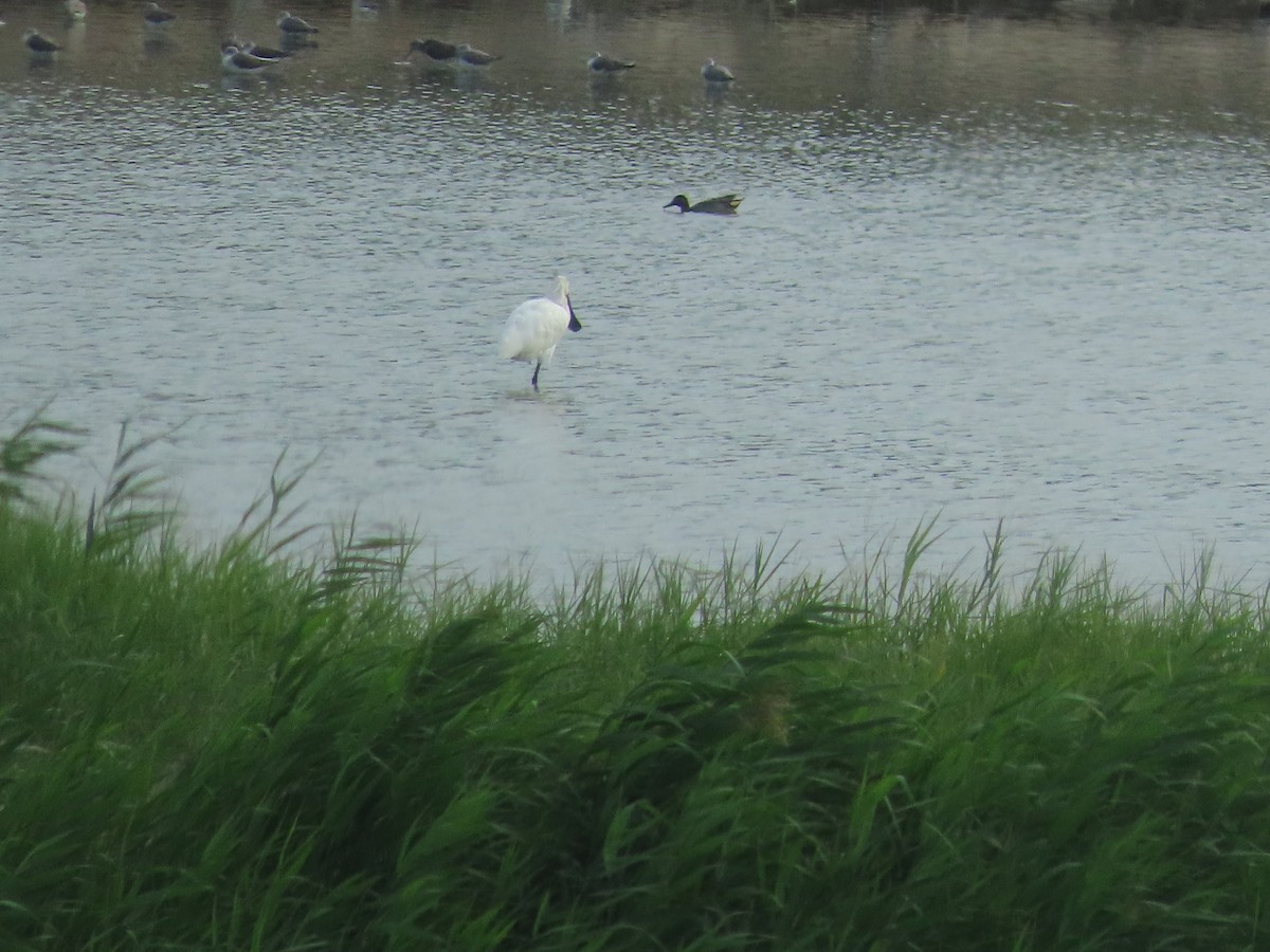 ヘラサギ - ML647406795