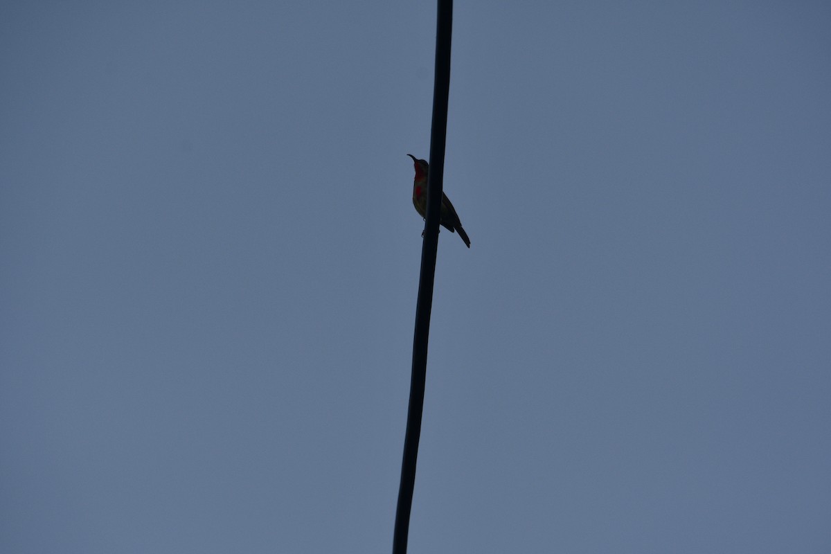 キゴシタイヨウチョウ - ML647406796