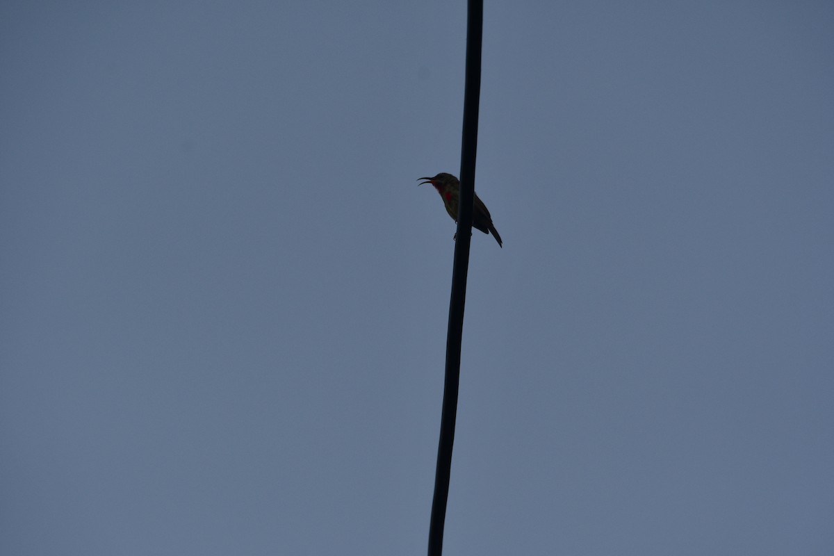 キゴシタイヨウチョウ - ML647406797