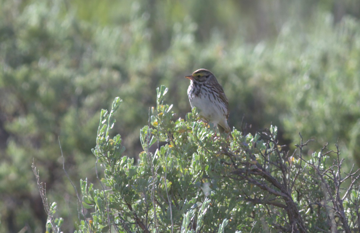 サバンナシトド - ML647406798