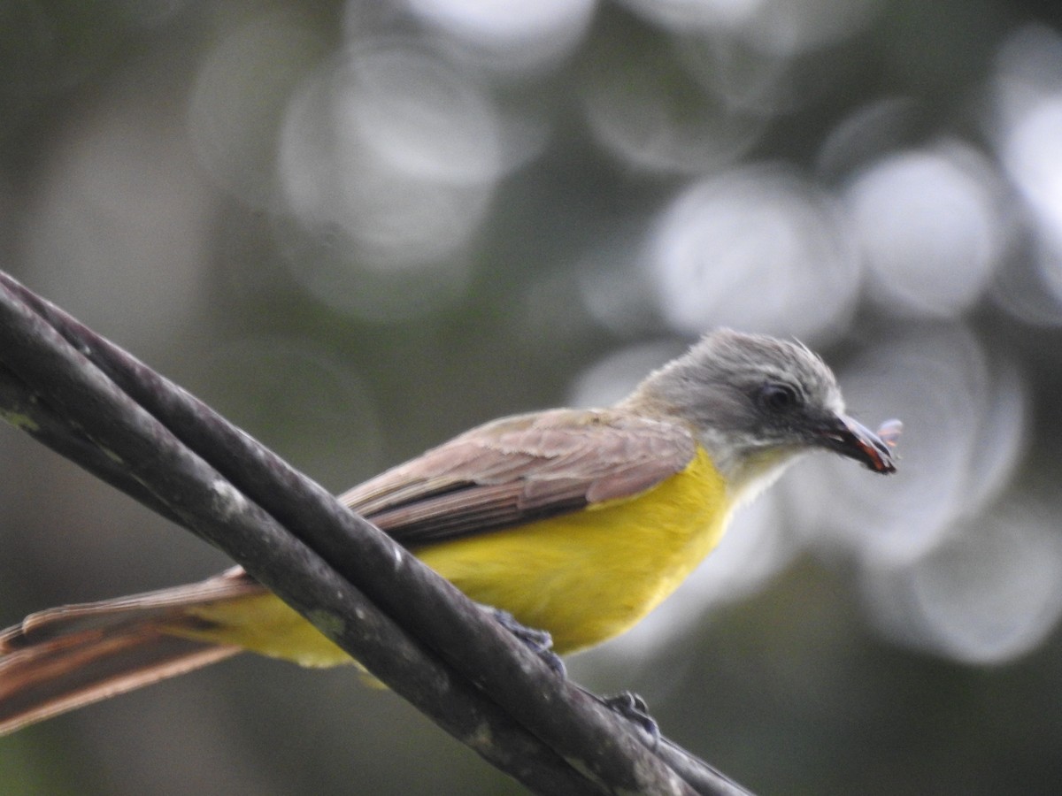 ハイボウシヒタキモドキ - ML647406799