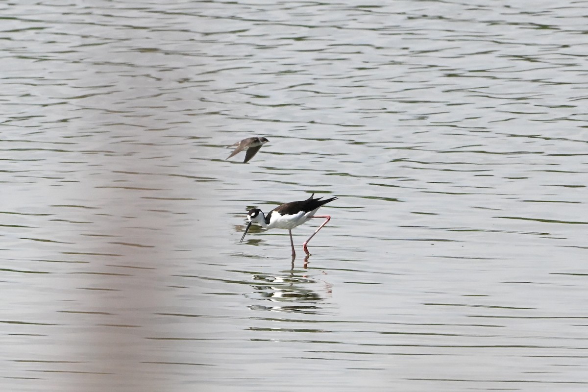 クロエリセイタカシギ - ML647406800