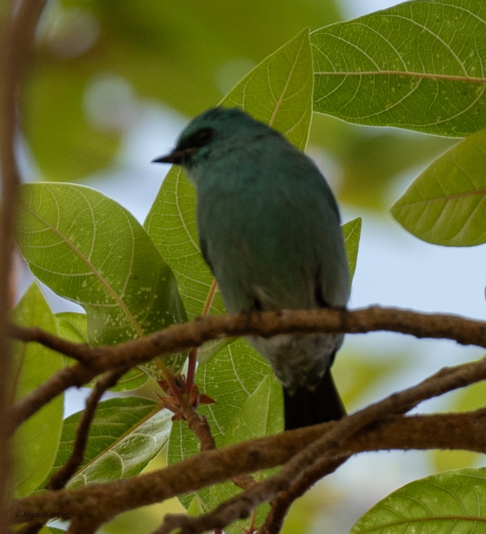 ロクショウヒタキ - ML647406801