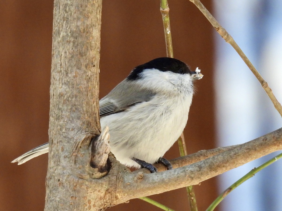 ハシブトガラ - ML647406803