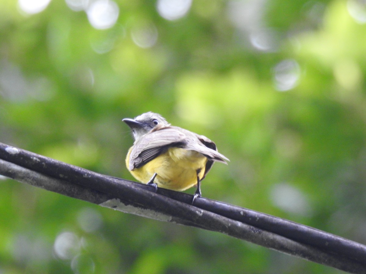 ハイボウシヒタキモドキ - ML647406804