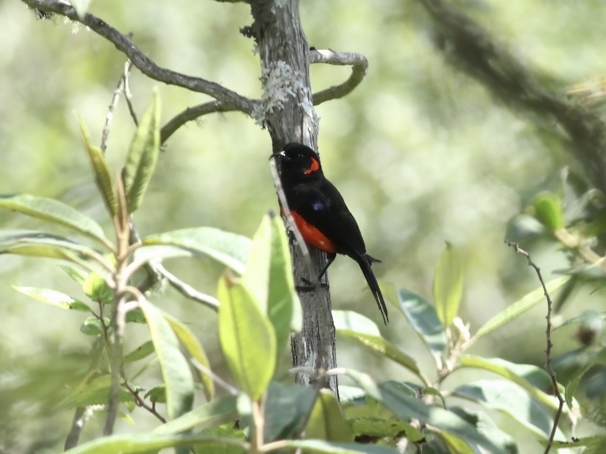 アカハラヤマフウキンチョウ - ML647406805