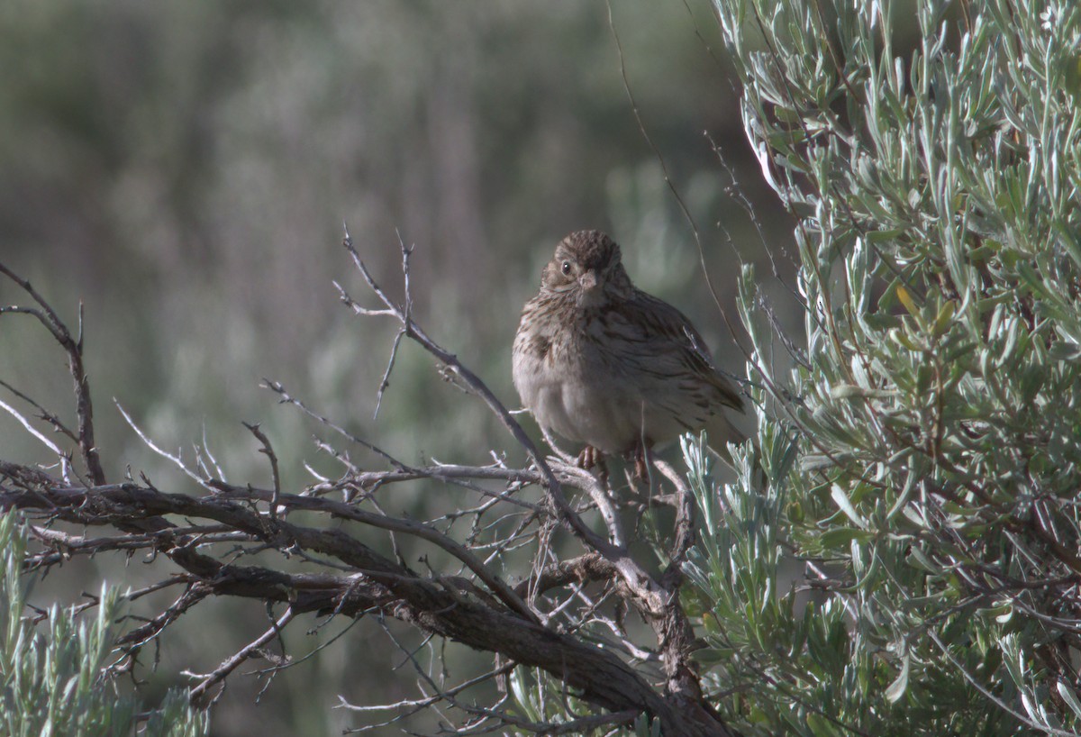 オジロヒメドリ - ML647406806