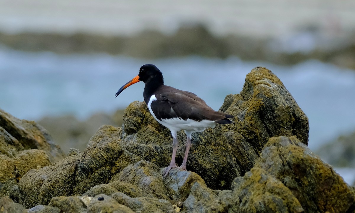 ミヤコドリ - ML647406807