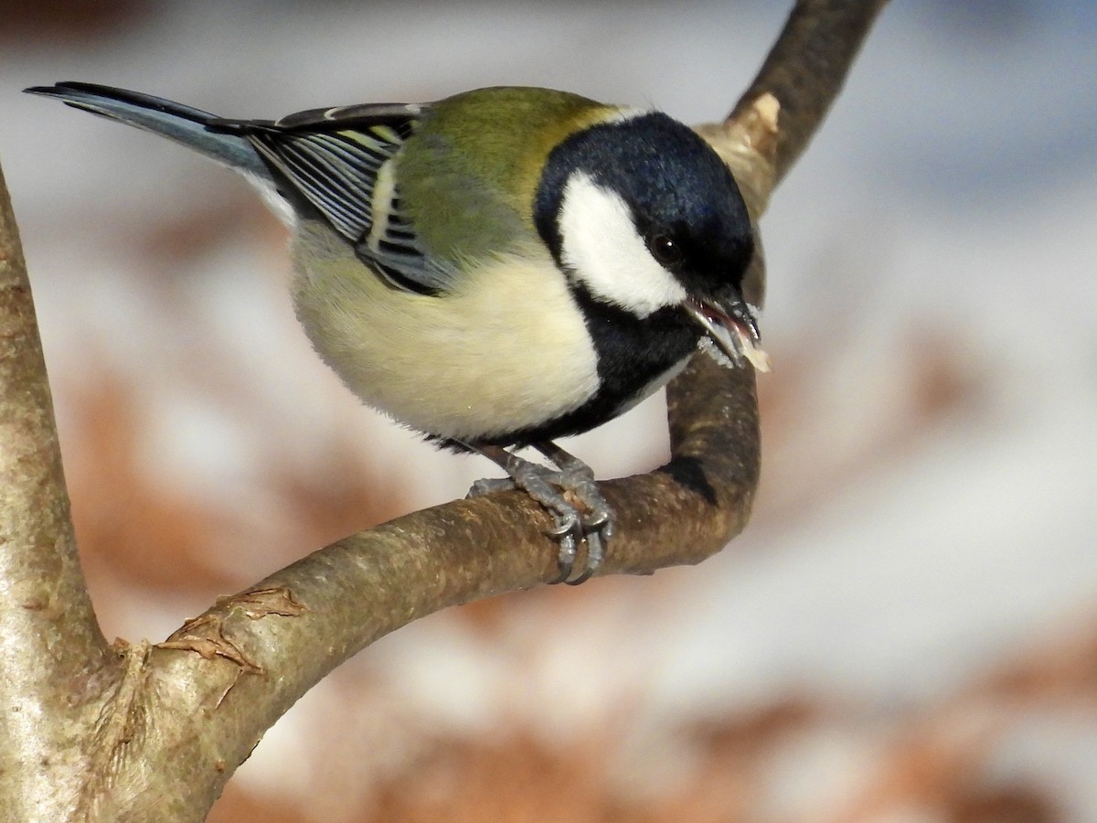 シジュウカラ - ML647406808