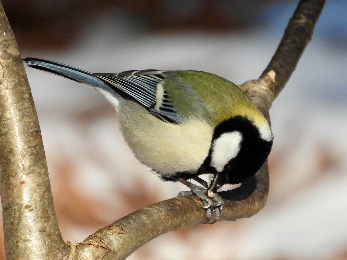 シジュウカラ - ML647406809