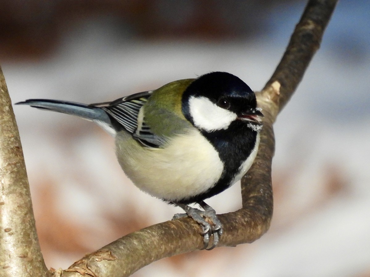 シジュウカラ - ML647406810