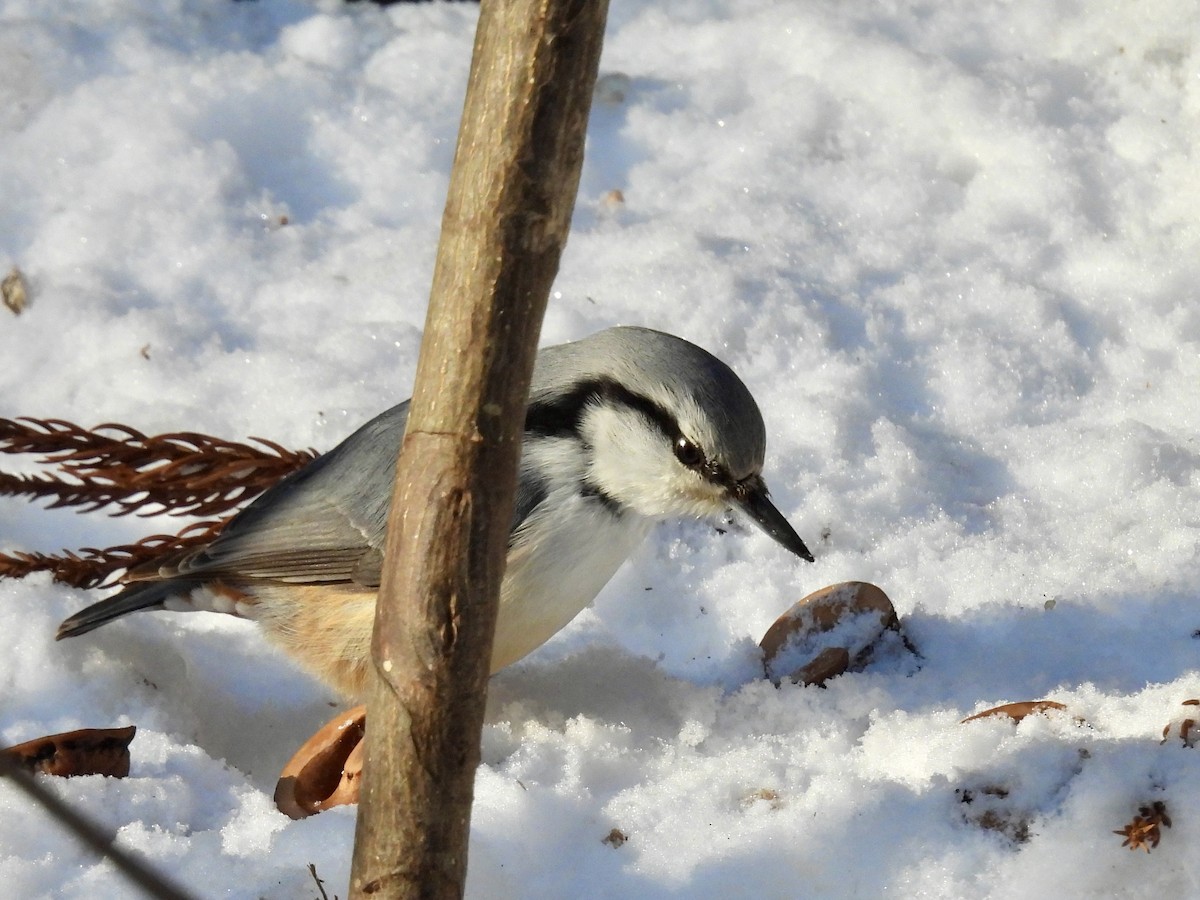 ゴジュウカラ - ML647406820