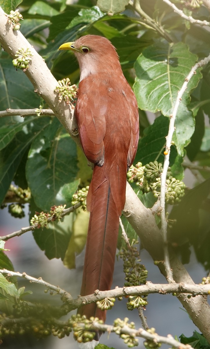 Common Squirrel-Cuckoo - ML647406821