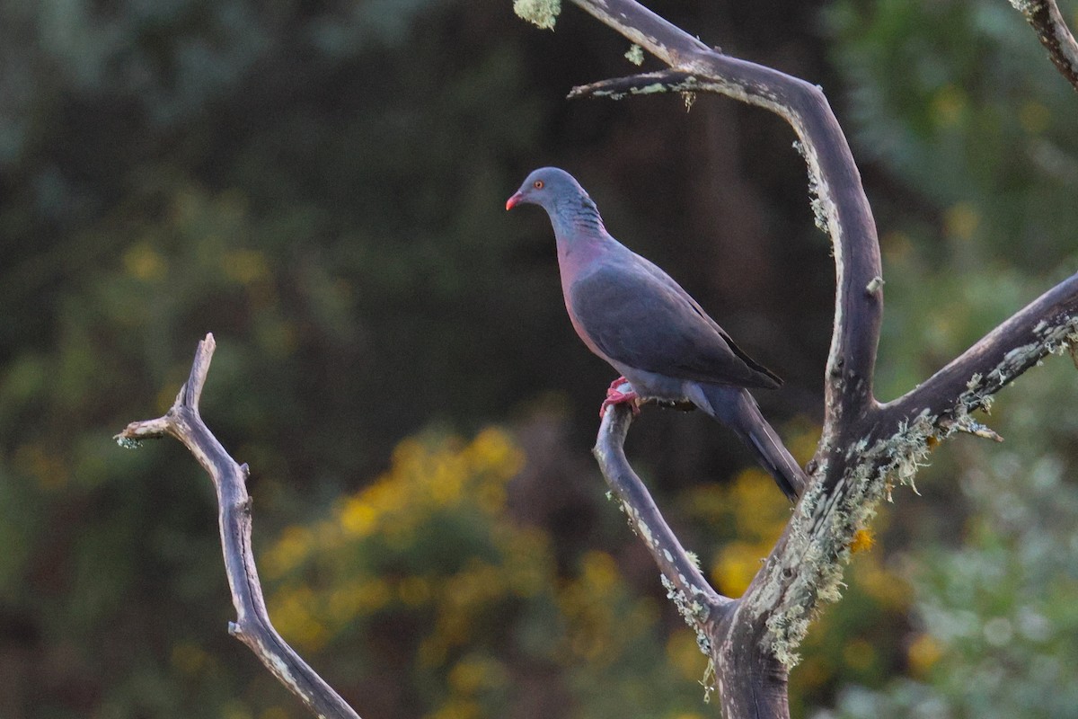 カナリーバト - ML647406822