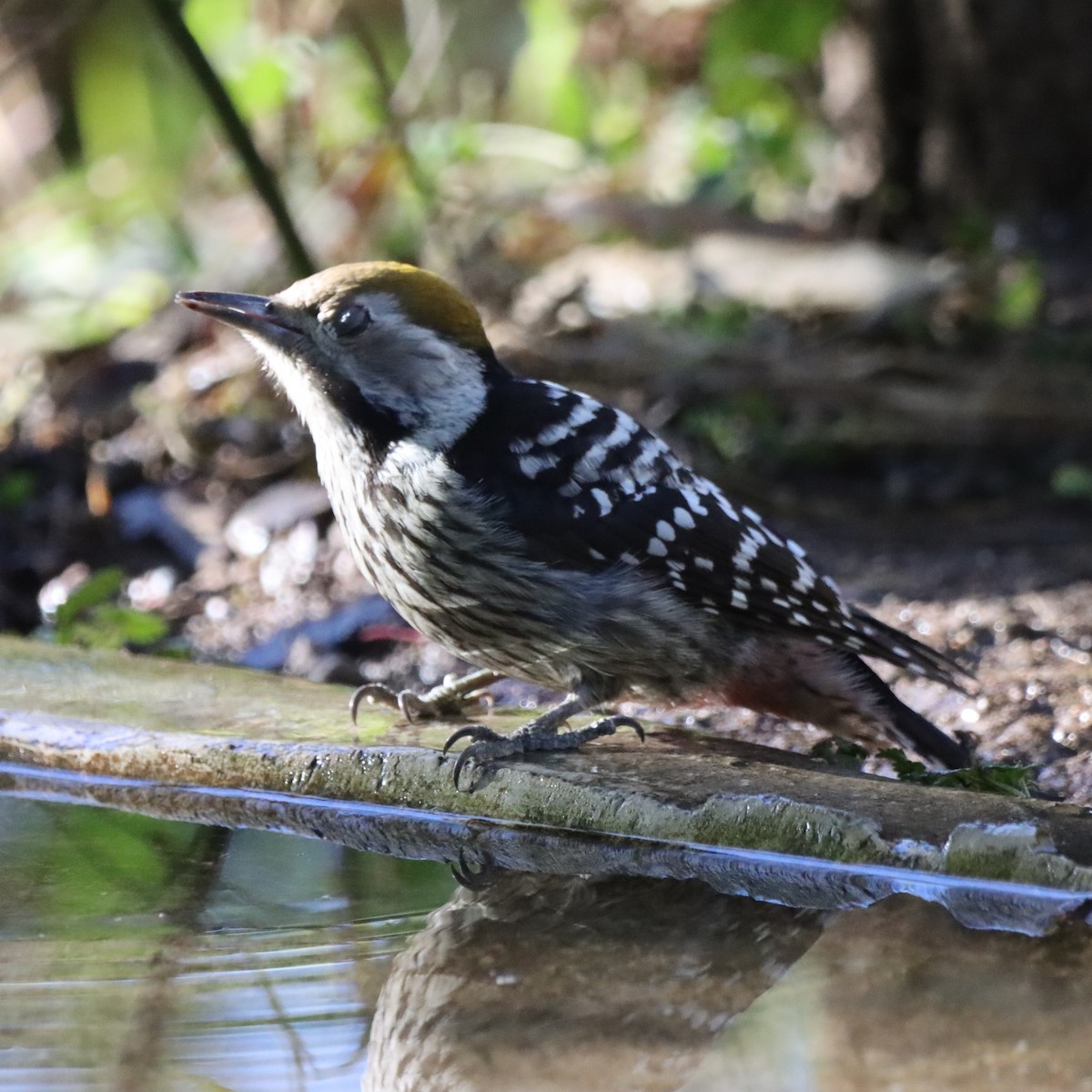 キボウシアカゲラ - ML647406823