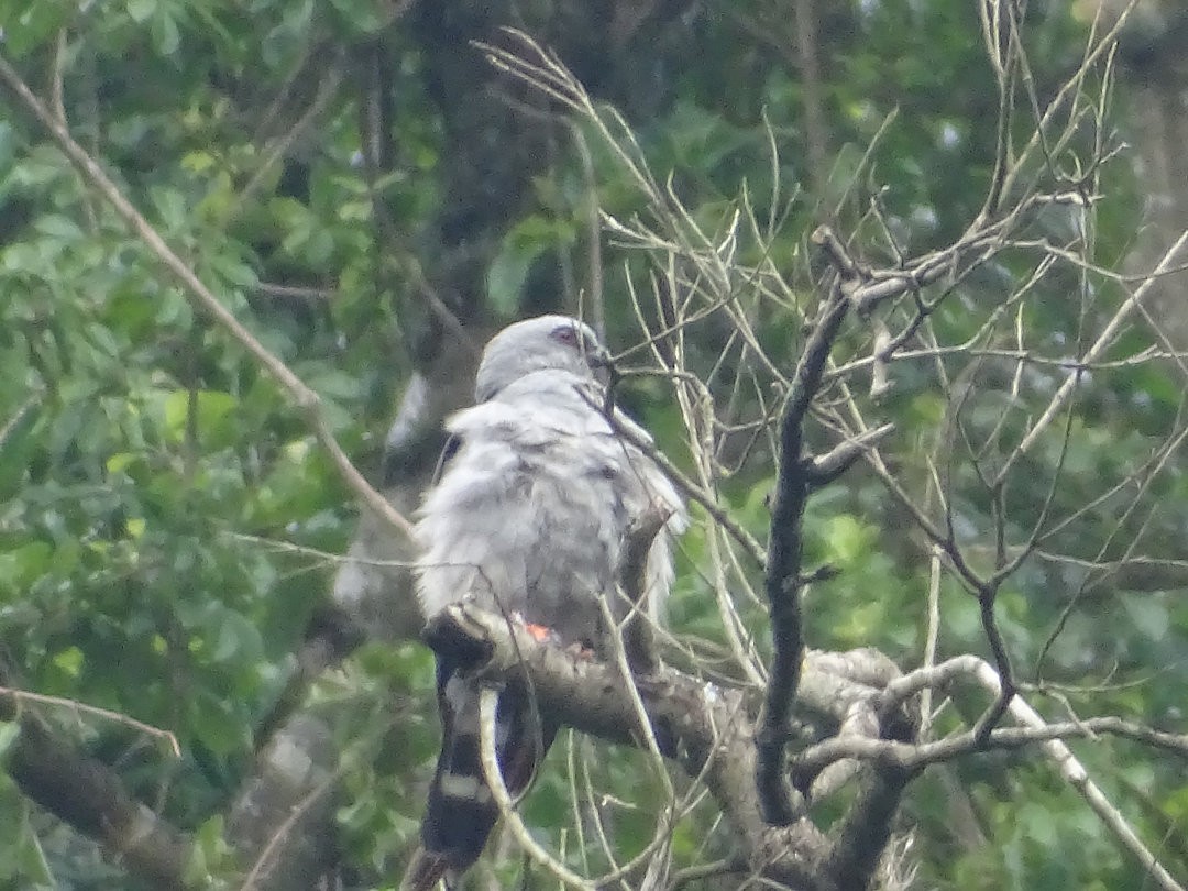 ムシクイトビ - ML647406824