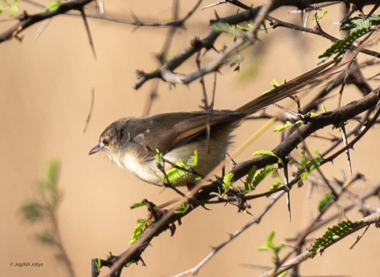 アジアマミハウチワドリ - ML647406826