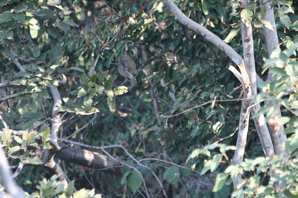 モリスズメフクロウ - ML647406829