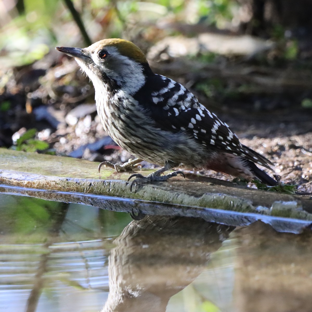 bergspett - ML647406830