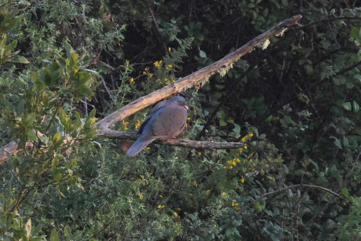 ゲッケイジュバト - ML647406831