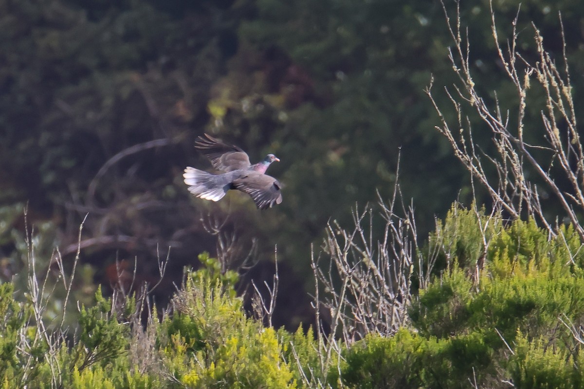 ゲッケイジュバト - ML647406832