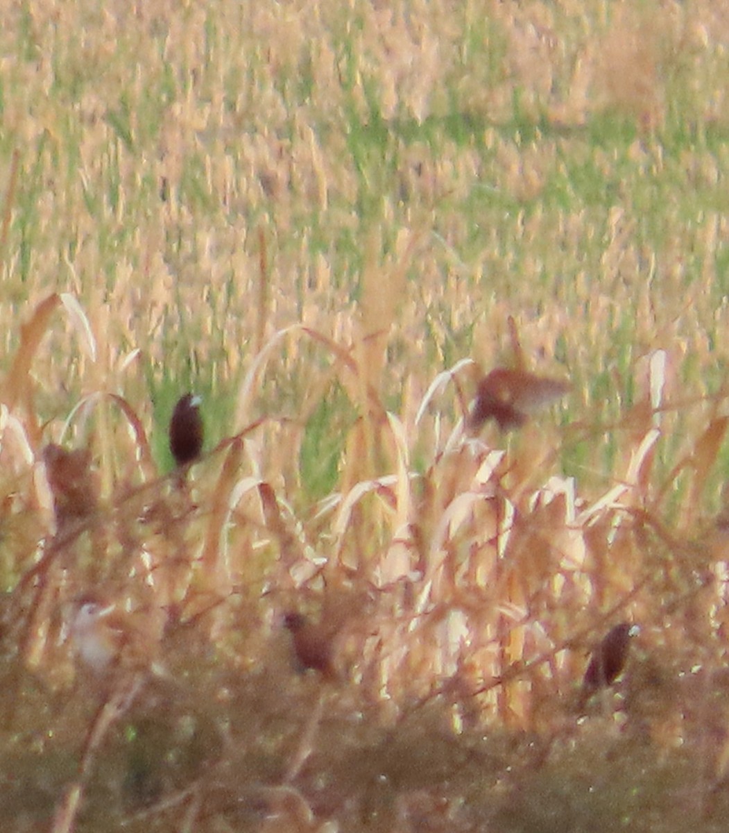 Chestnut Munia - ML647406835