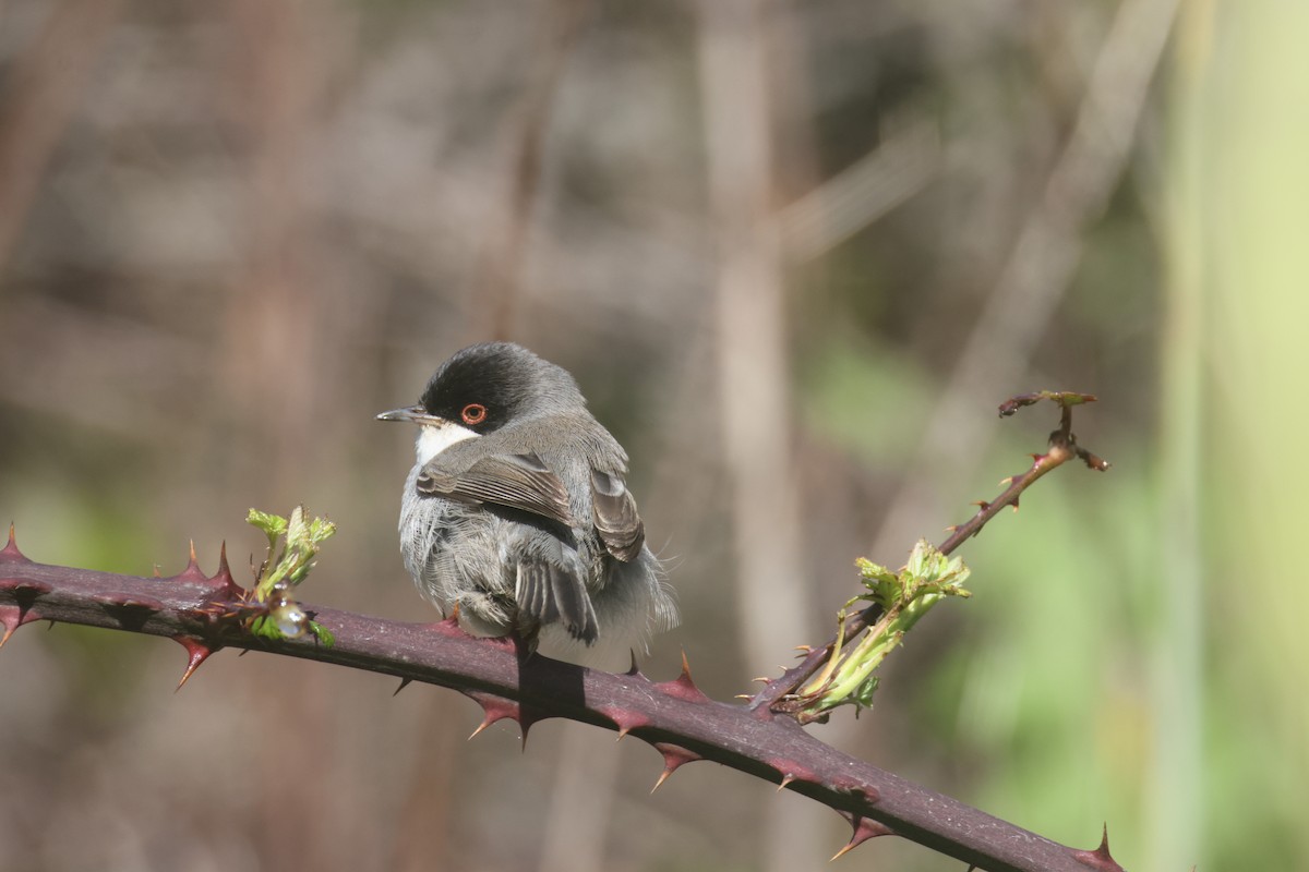 Sardinian Warbler - ML647406843