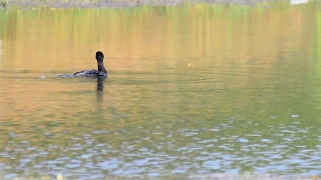 Little Cormorant - ML647406847