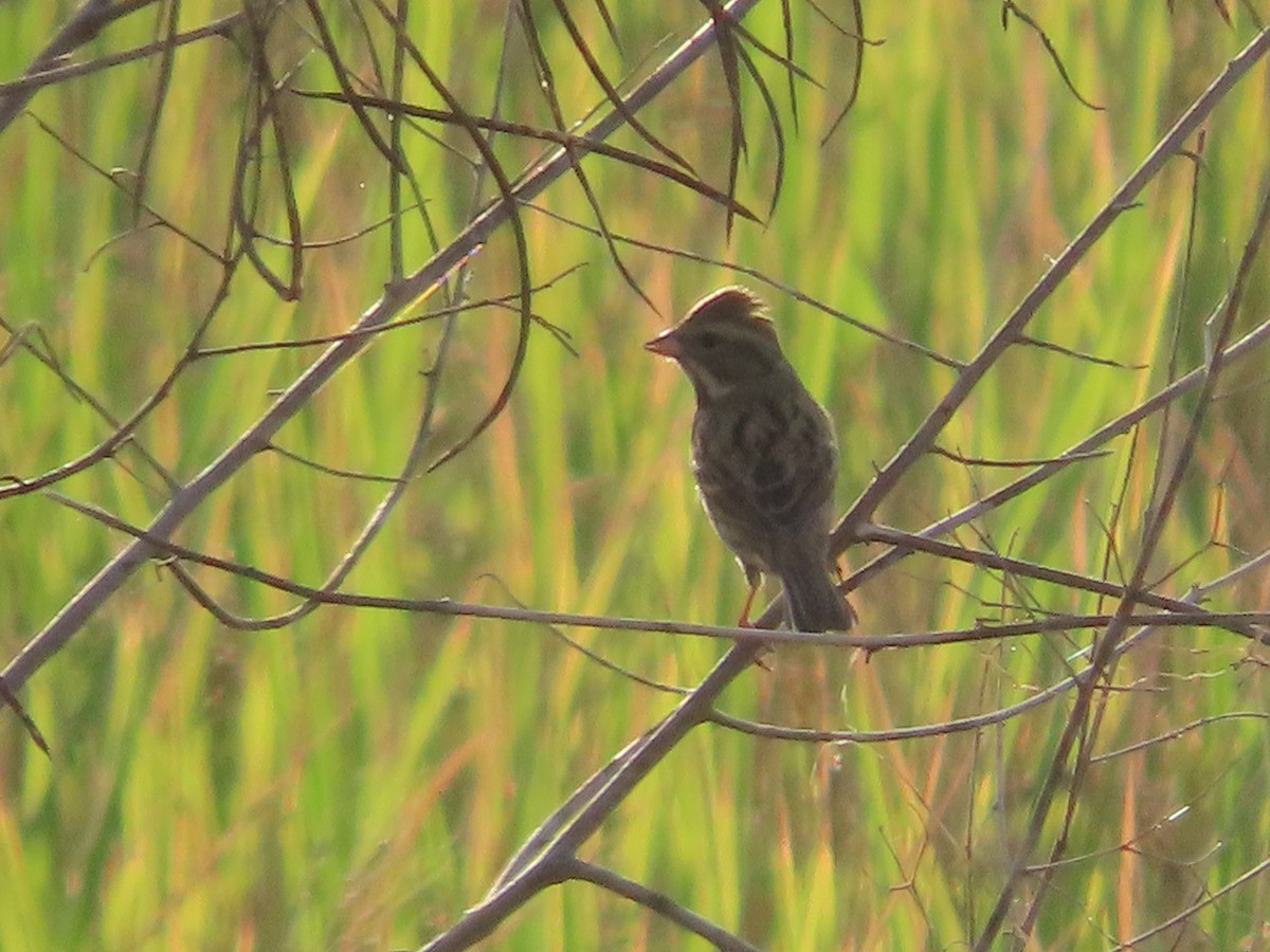 passerine sp. - ML647406850