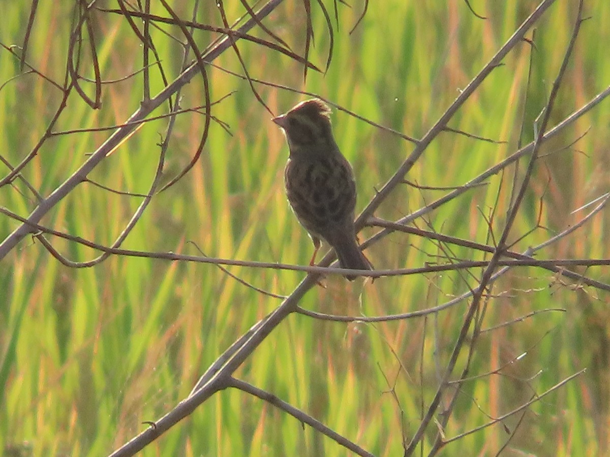 passerine sp. - ML647406851