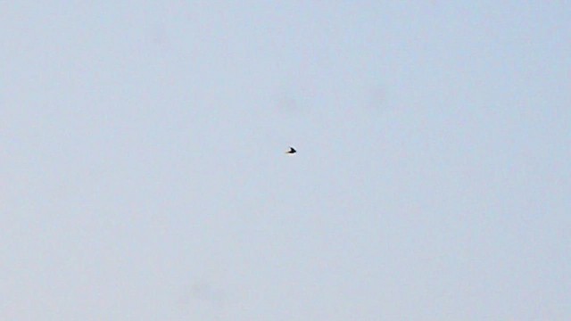 Asian Palm Swift - ML647406854