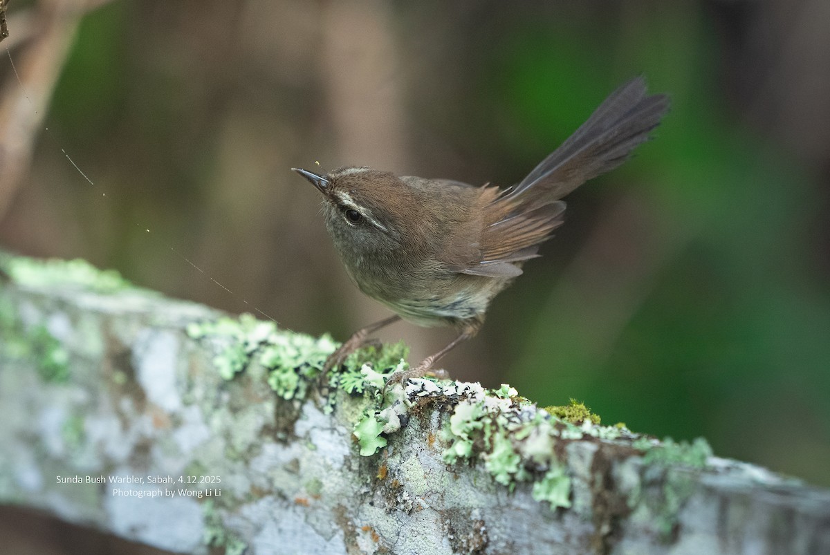 Aberrant Bush Warbler (Sunda) - ML647406866