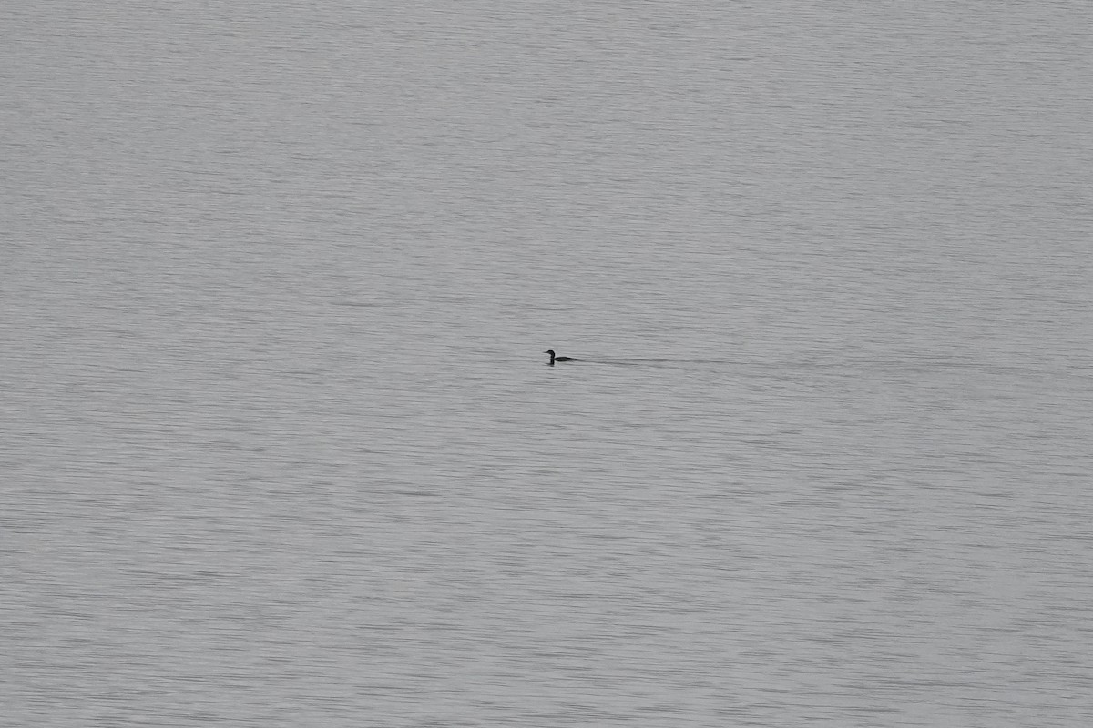 Common Loon - ML647406870