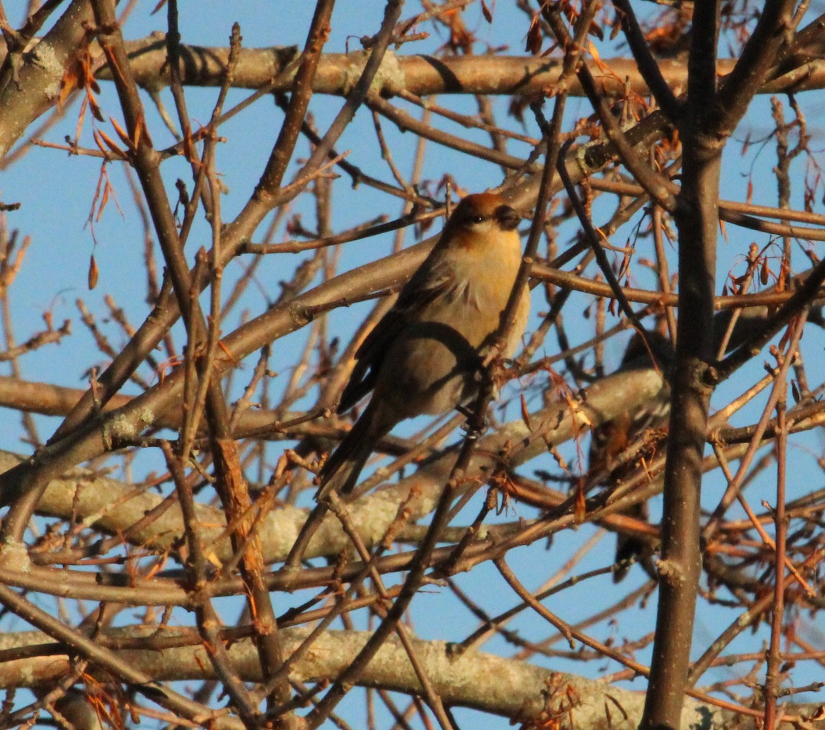 Смеречник тайговий - ML647406873
