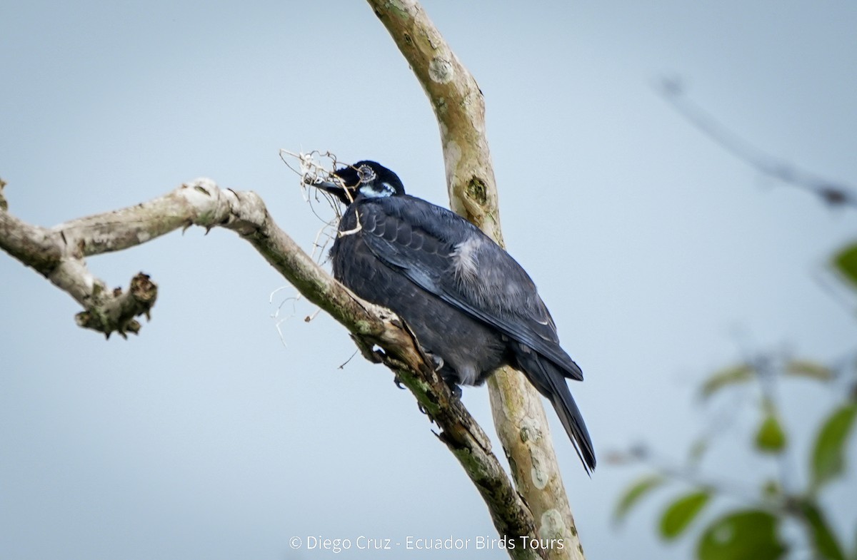 Bare-necked Fruitcrow - ML647406874