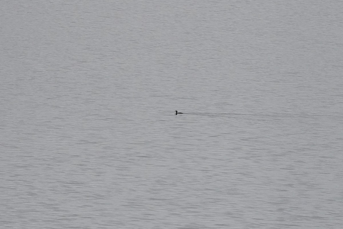 Common Loon - ML647406887