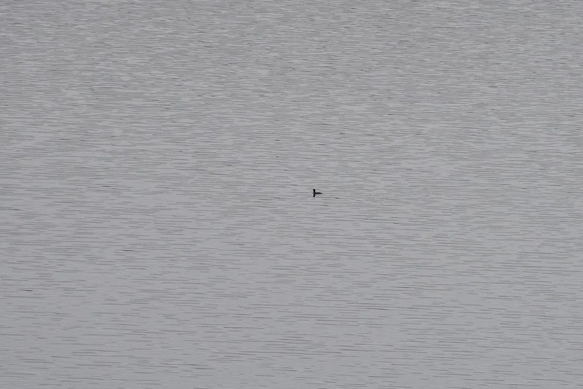 Common Loon - ML647406890