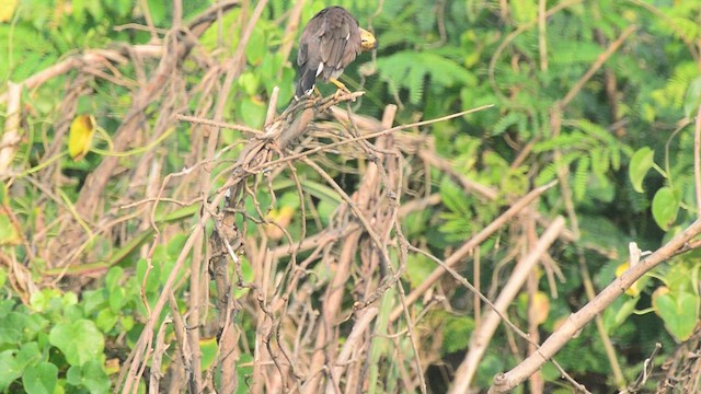 Hartxori tristea - ML647406891